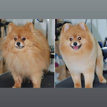 Få hundeklippesett for hjemmepleie med 35% rabatt - Kosteppe