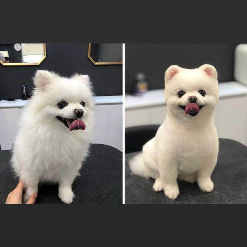 Få hundeklippesett for hjemmepleie med 35% rabatt - Kosteppe